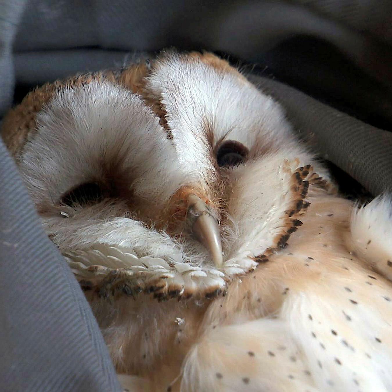 Les chouettes