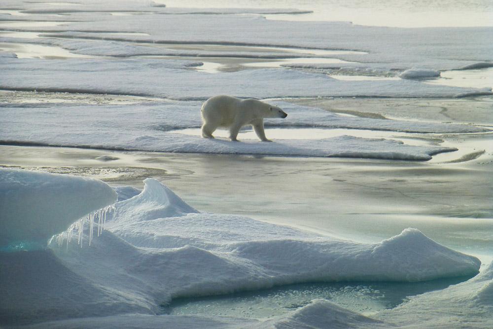 Un ours polaire sur la banquise. [J.Vonk]