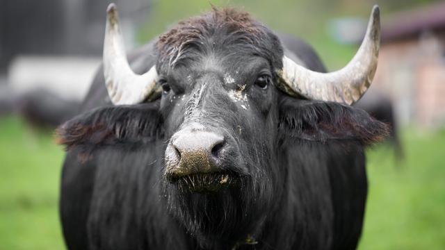 Reportage au cœur du pays de l’or blanc, dont une bonne partie est destinée à l’exportation, notamment en Suisse. [RTS - Laurent Bleuze]