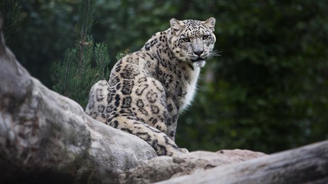 La visite au zoo. Un classique indémodable. Et pourtant, qui ne s'est jamais demandé comment les animaux vivent cette existence en captivité, livrés à nos regards curieux? [RTS - Anne KEARNEY]