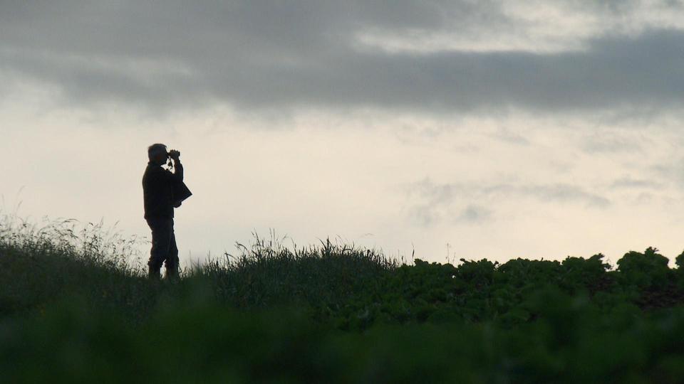 Le silence des oiseaux