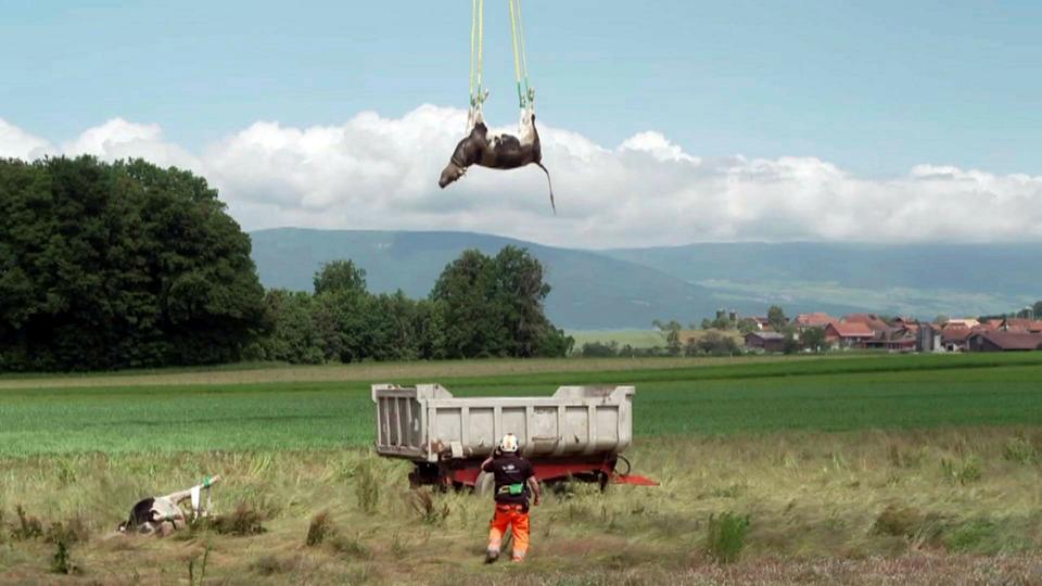 Loup, les nuits hantées des éleveurs vaudois