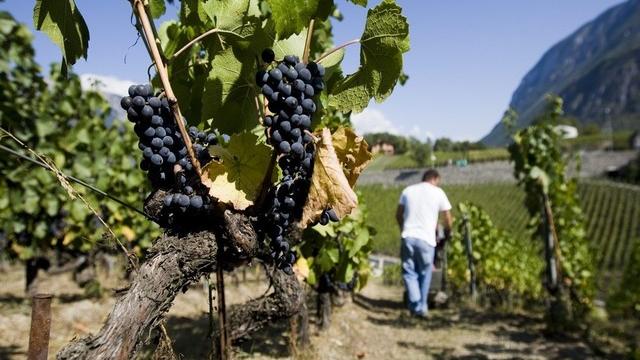 Le Valais reste le plus grand canton producteur de vin. [Jean-Christophe Bott / Keystone]