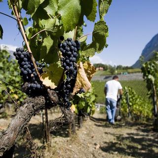 Le Valais reste le plus grand canton producteur de vin. [Jean-Christophe Bott / Keystone]