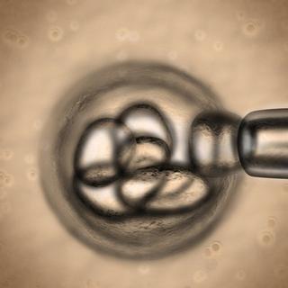 Le prix Nobel de médecine 2012 a récompensé des travaux sur la réversibilité des cellules souches. [Paul Fleet / Fotolia]