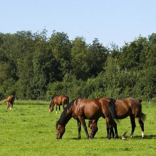 L'élevage indigène des chevaux de la race des Franches-Montagnes préoccupe les éleveurs jurassiens. [Denis Balibouse - Reuters]