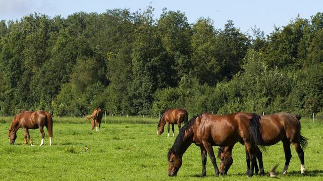 L'élevage indigène des chevaux de la race des Franches-Montagnes préoccupe les éleveurs jurassiens. [Denis Balibouse - Reuters]