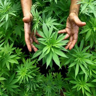 Zurich propose de lancer un projet national de recherche sur le cannabis. [Abir Sultan-EPA]