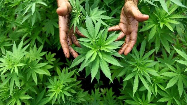 Zurich propose de lancer un projet national de recherche sur le cannabis. [Abir Sultan-EPA]