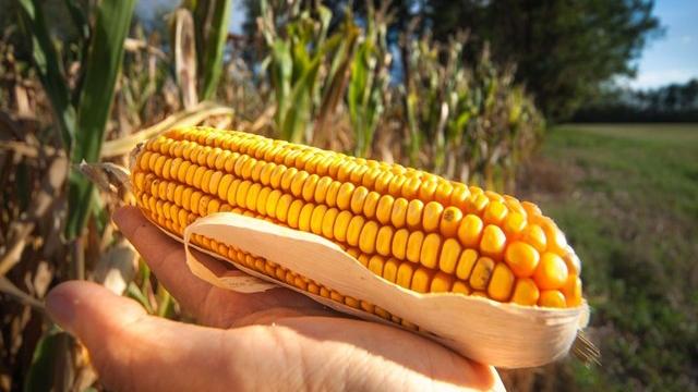 Les OGM pourraient contribuer au virage écologique de l'agriculture suisse. [andreamuscatello]