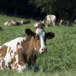 Une vache a présenté des lésions typiques de tuberculose bovine lors de son abattage le 4 mars. [Marcel Bieri / Keystone]
