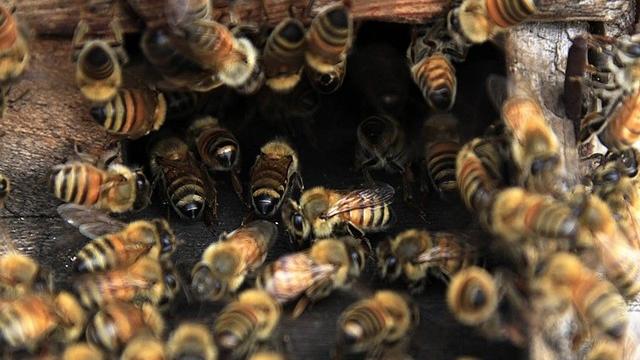 Trois néonicotinoïdes ont été interdits pour leurs effets négatifs présumés sur les abeilles. [Mohammed Saber – EPA - Keystone]