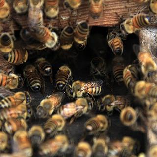 Trois néonicotinoïdes ont été interdits pour leurs effets négatifs présumés sur les abeilles. [Mohammed Saber – EPA - Keystone]