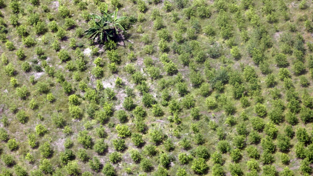 Vue aérienne d'une plantation de coca. [REUTERS/Fredy Builes]