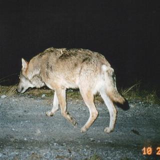 Un loup aperçu à Coire en 2004. [Keystone - Jean-Marc Weber, Georg Sutter]