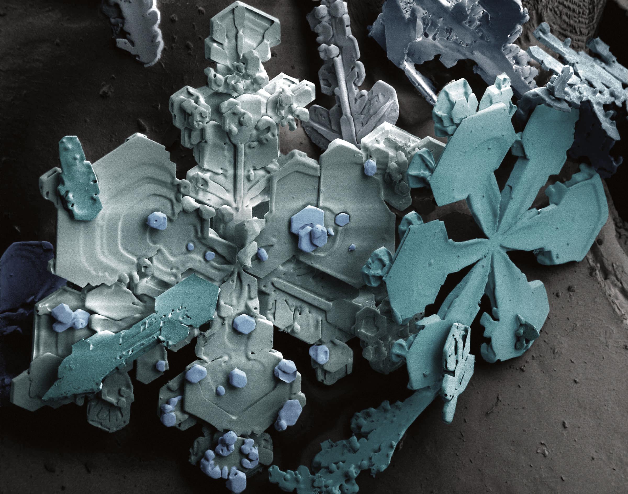 Image prise par un microscope électronique d'un flocon naturel. [DR - Roberto Bolognesi]