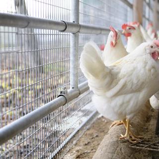 Mesures nationales pour prévenir la propagation de la grippe aviaire [Keystone - Laurent Gillieron]