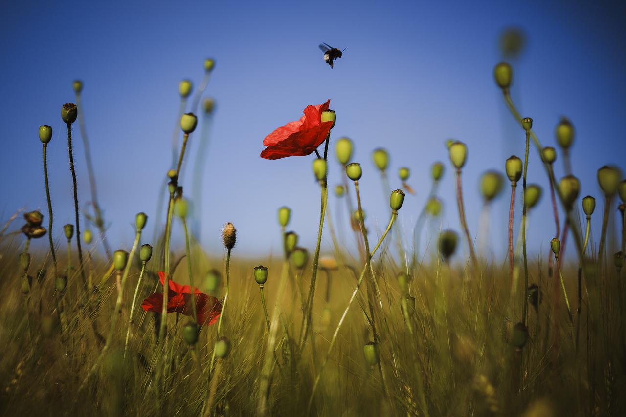 Un bourdon vole vers une fleur de pavot sauvage poussant à côté d'un champ près de Zurich, en Suisse. [Keystone - Michael Buholzer]