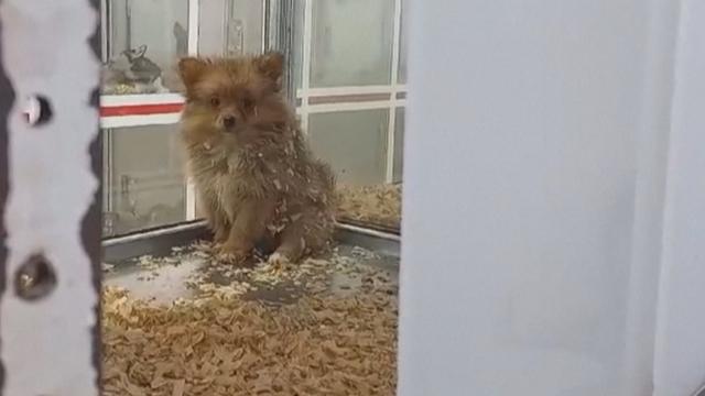 Plus de 400 animaux de compagnie, principalement des chiens et des chats, ont été secourus en Espagne lors d'une opération conjointe.