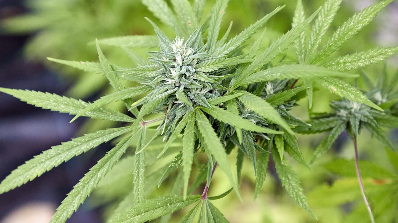 Cann-L, l'essai pilote de vente régulée de cannabis récréatif, débute bientôt à Lausanne. [Keystone - Georg Wendt]