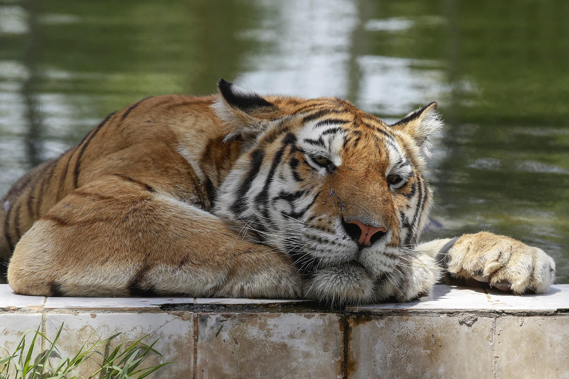Un tigre de Sibérie du zoo de Bagdad sous la chaleur écrasante, alors que le pays fait face à sa quatrième sécheresse consécutive. [AFP - Ahmad AL-RUBAYE]
