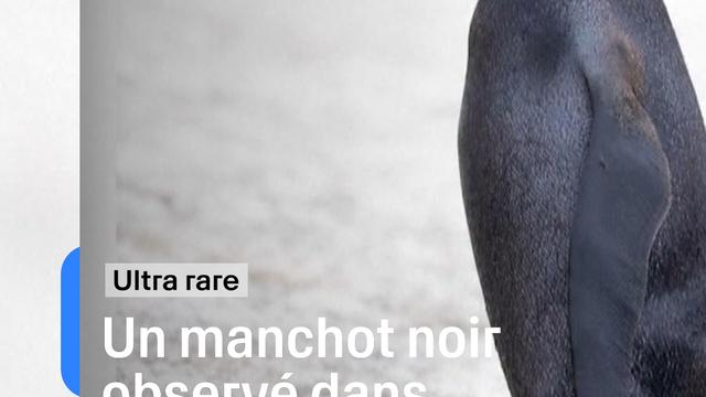 Un manchot entièrement noir repéré dans l'Atlantique sud