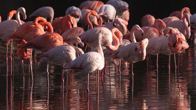 Des flamands roses, protégés, au zoo de Vincennes. [afp - OLIVIER MORIN]