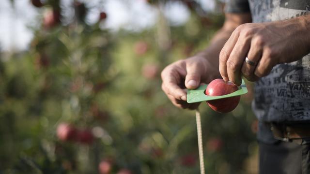 Quel est le prix de la pomme parfaite. [KEYSTONE - GIAN EHRENZELLER]