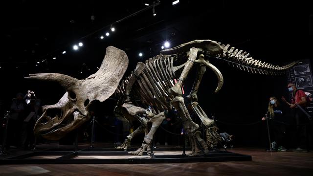 "Big John", le plus grand tricératops connu, adjugé 6,6 millions d'euros à Paris. [Reuters - Sarah Meyssonnier]