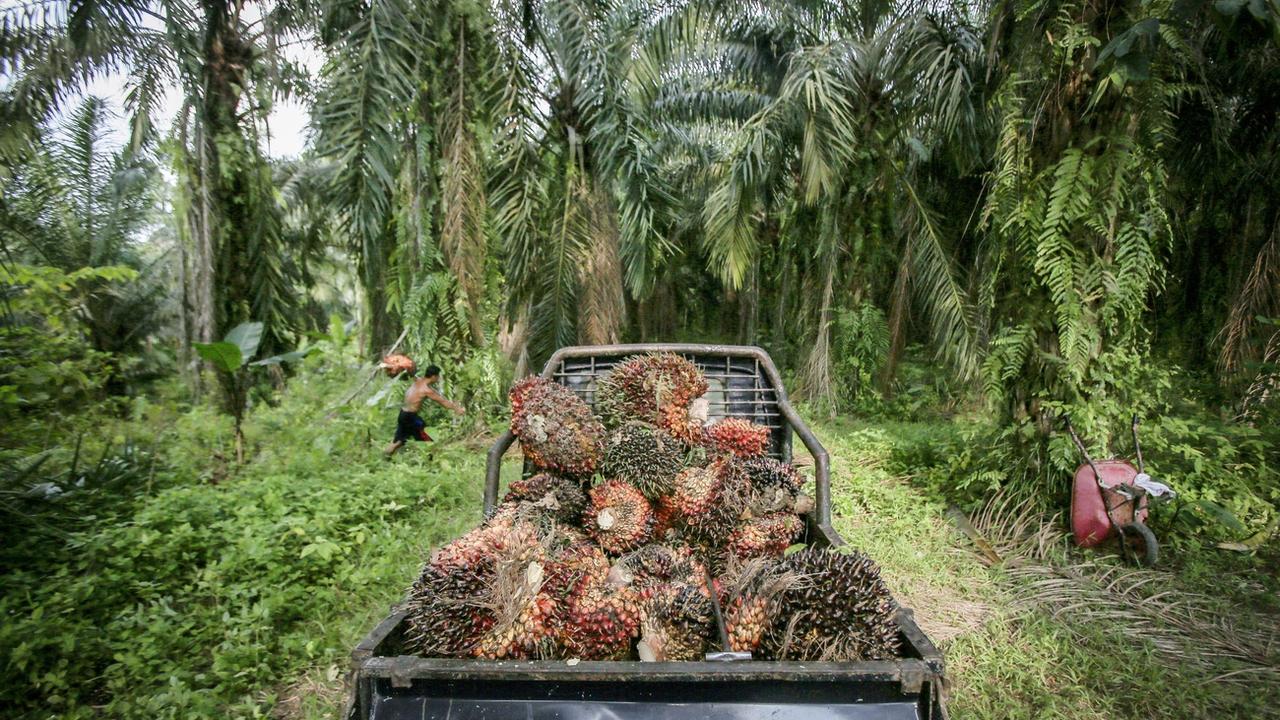 L'huile de palme indonésienne pourra bientôt être importée à moindre prix en Suisse. [EPA - Dedi Sinuhaji]