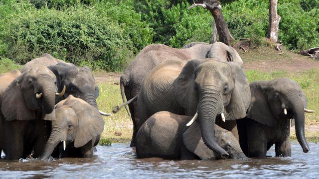 Des éléphants s'abreuvent dans le parc national de Chobe au Botswana. [AP Photo - Charmaine Noronha]