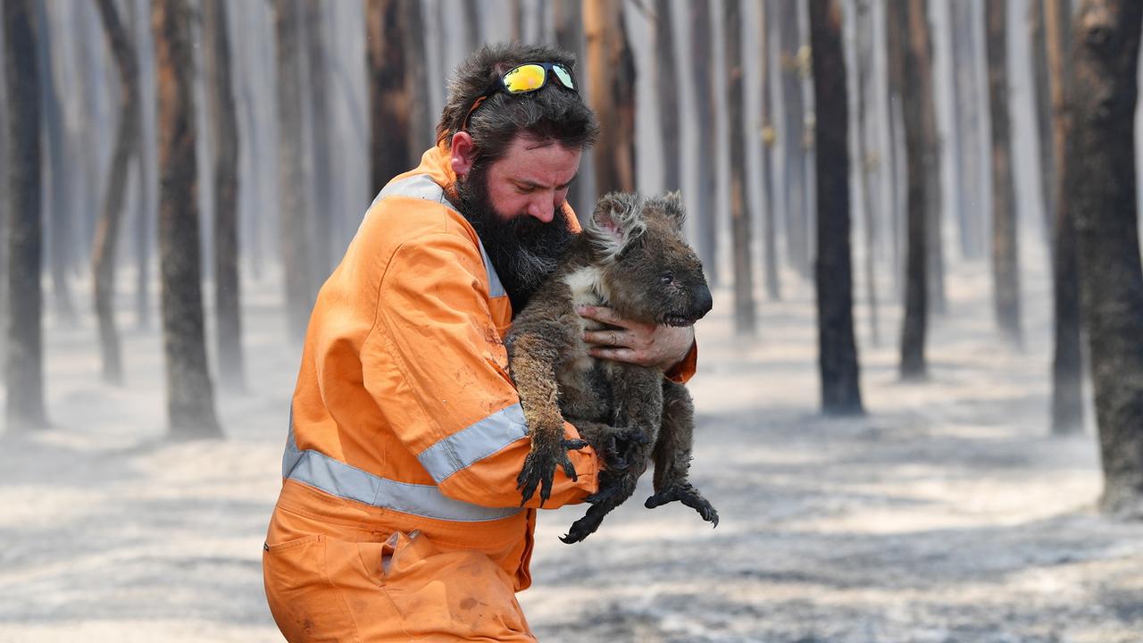 Un sauveteur tient un koala rescapé d'un feu de forêt sur l'île Kangaroo en Australie. [EPA - David Mariuz]