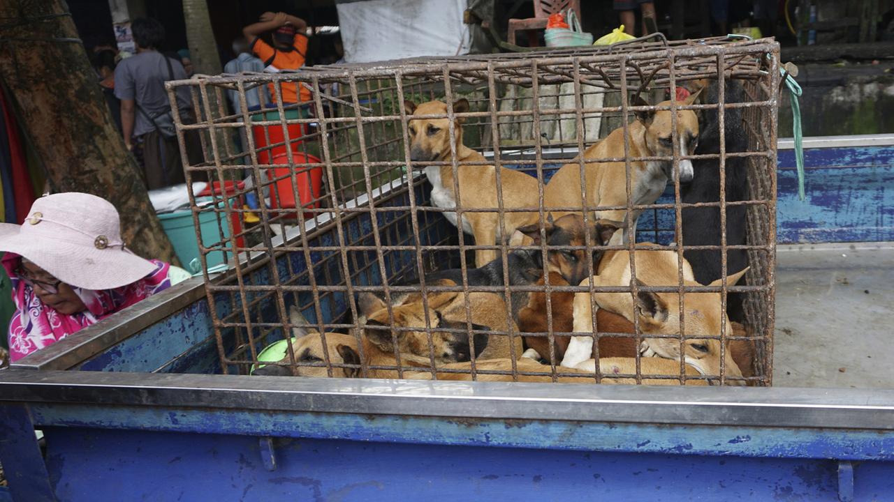 Des chiens dans une cage dans un marché de Air Madidi en Indonésie. [AP - Dog Meat Free Indonesia]