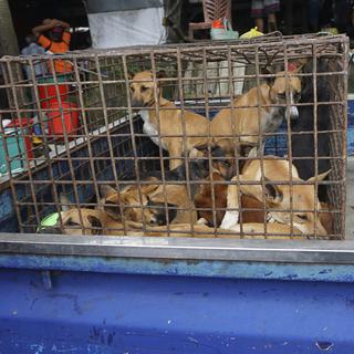 Des chiens dans une cage dans un marché de Air Madidi en Indonésie. [AP - Dog Meat Free Indonesia]