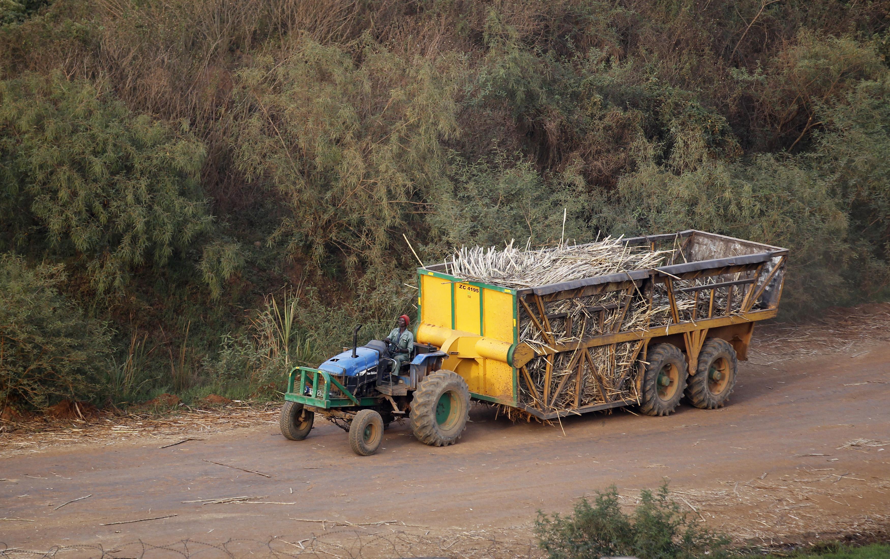 Un agriculteur kényan transporte du sucre de canne. [Reuters - Thomas Mukoya]
