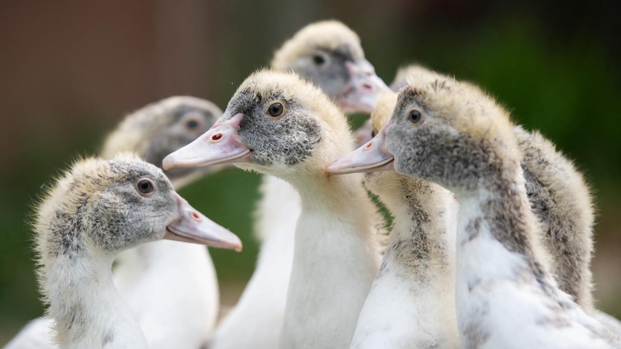 Plus de 600'000 volailles, essentiellement des canards, ont été abattues en un mois en France pour enrayer la grippe aviaire. [AFP - Hans Lucas]