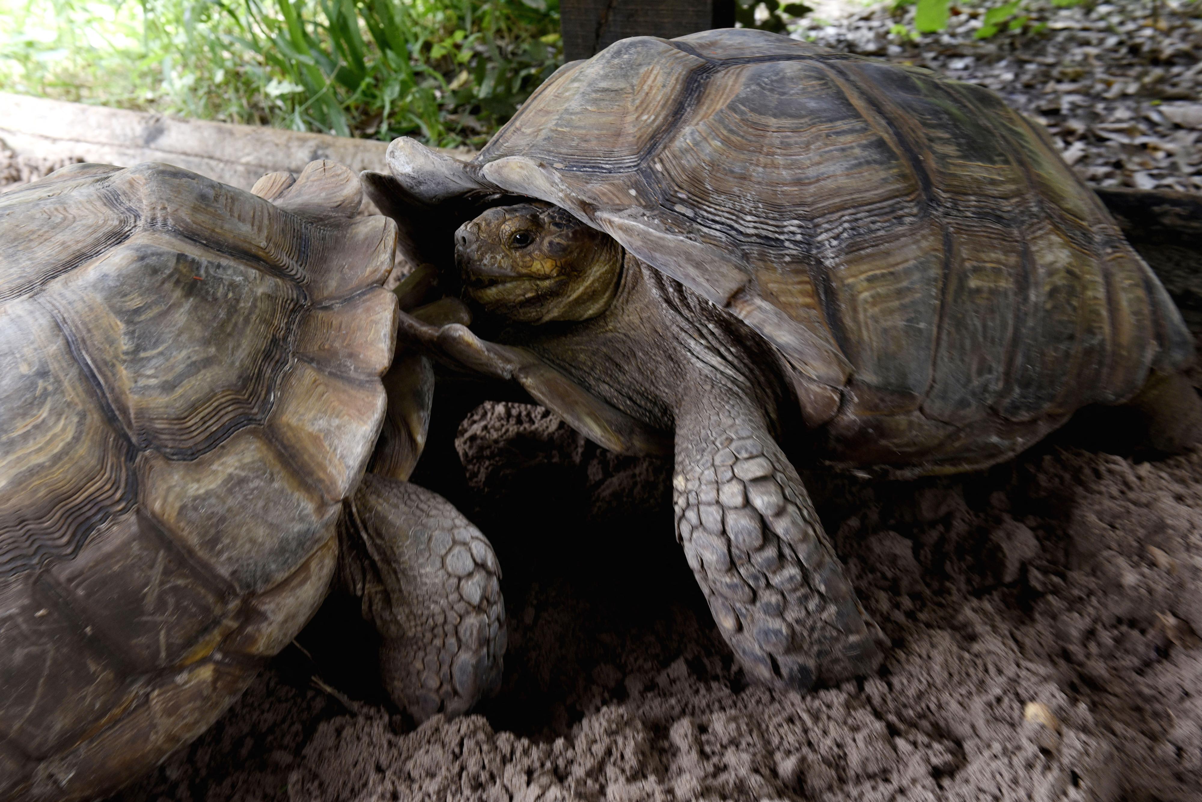 Deux tortues sillonnées au Village des Tortues de Noflaye, un centre de conservation des tortues, à quelque 35 kilomètres à l'est de Dakar. [AFP - SEYLLOU DIALLO]