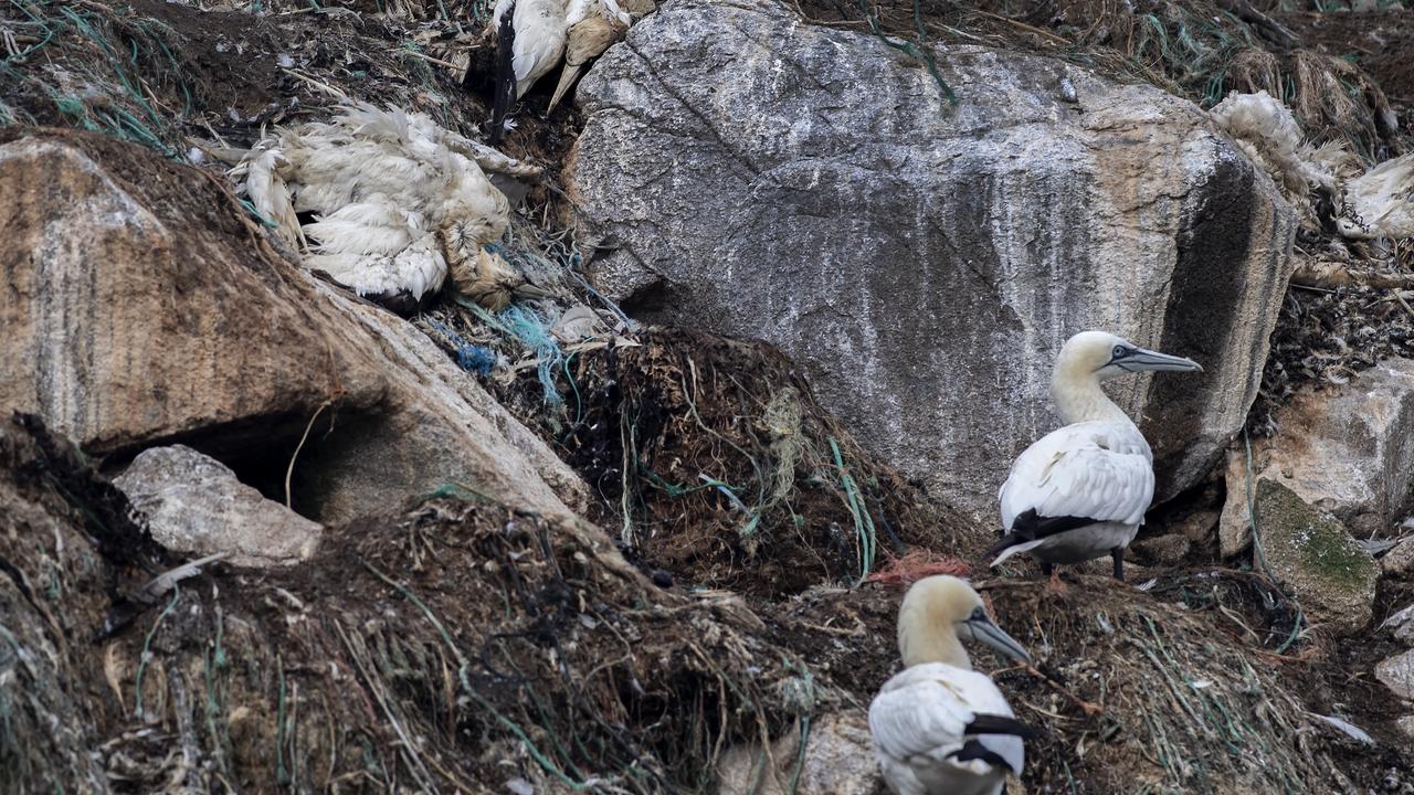 En France, la grippe aviaire décime de manière inédite plusieurs espèces d'oiseaux marins sauvages. [AFP - FRED TANNEAU]