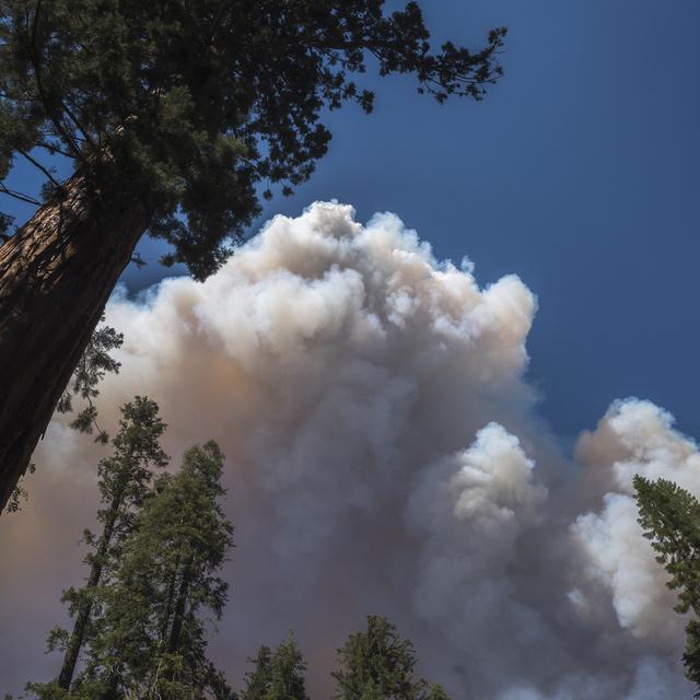 L'incendie, qui s'est déclaré jeudi pour une raison encore indéterminée, a atteint le secteur de Mariposa Grove, le plus prisé du parc car il contient des centaines de séquoias. [NIC COURY / AFP]