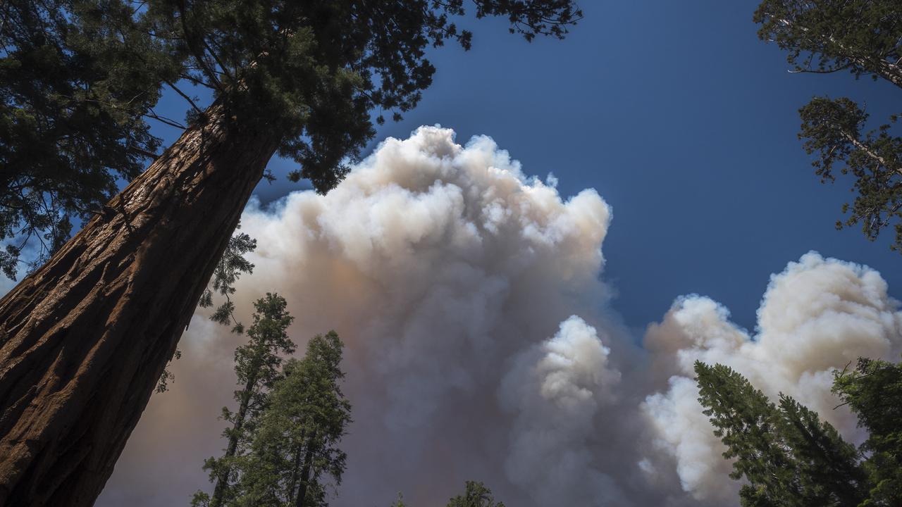 L'incendie, qui s'est déclaré jeudi pour une raison encore indéterminée, a atteint le secteur de Mariposa Grove, le plus prisé du parc car il contient des centaines de séquoias. [NIC COURY / AFP]