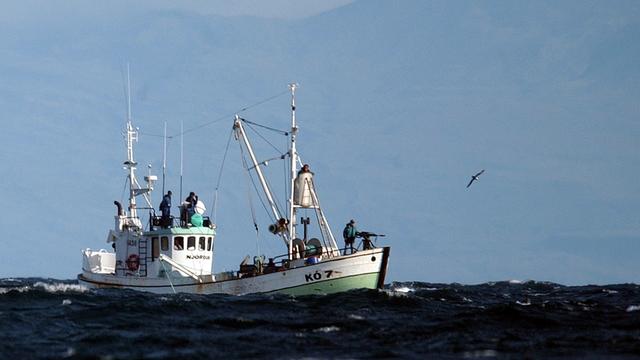 L'Islande compte cesser la chasse à la baleine à partir de 2024 [AP Photo - Adam Butler]