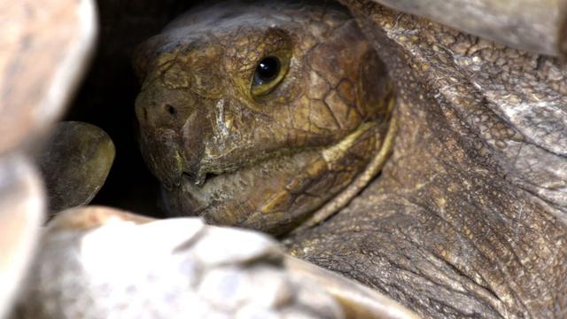 Une tortue sillonnée dans son enclos au Village des Tortues de Noflaye, un centre de conservation des tortues, à quelque 35 kilomètres à l'est de Dakar. [AFP - SEYLLOU DIALLO]