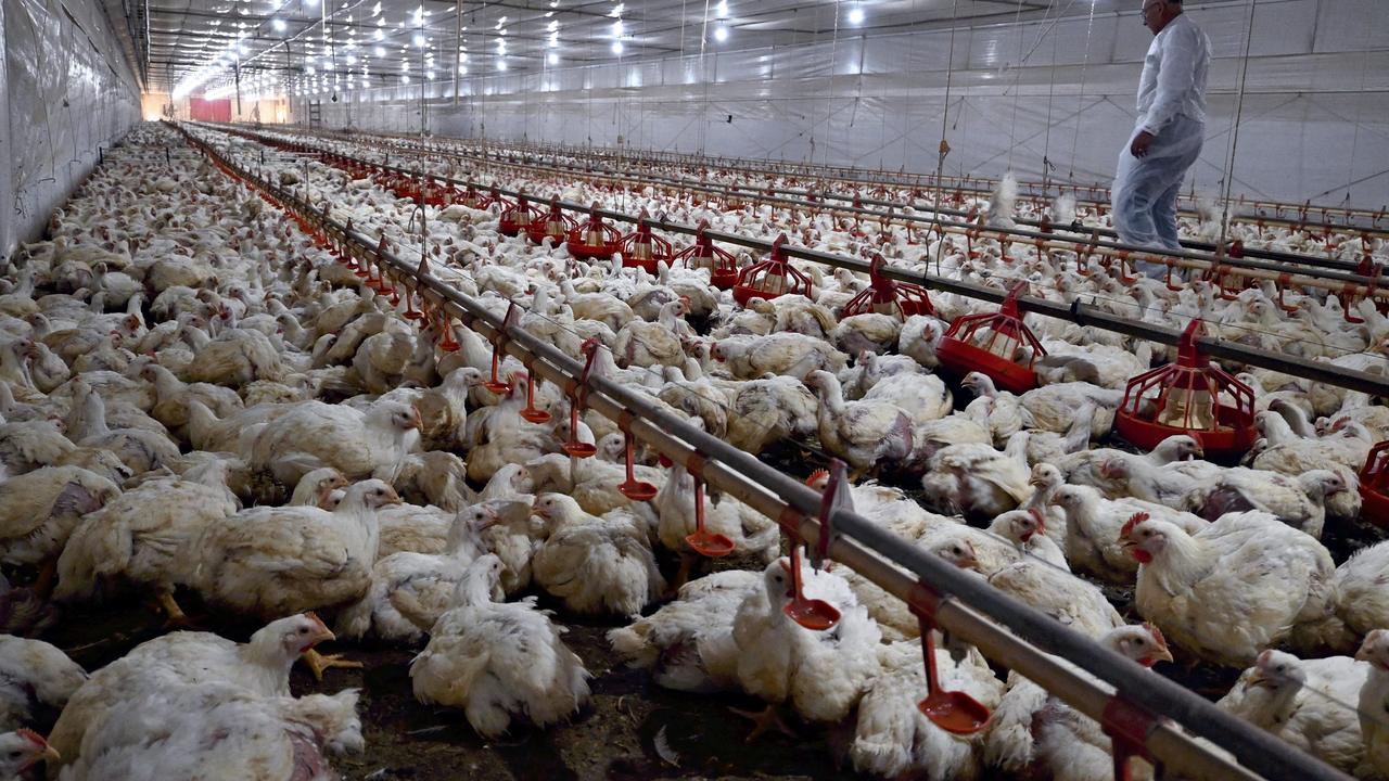 Ferme de poulets au Brésil [AFP - Mika Otsuki]