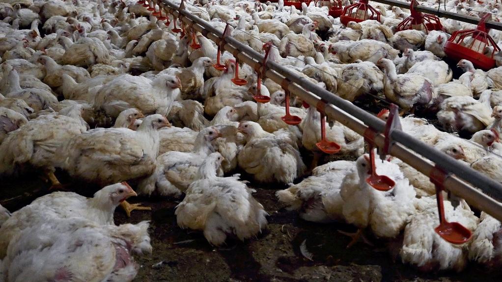 Au Brésil, le premier exportateur mondial de poulet, la grippe aviaire pourrait impacter les importations suisses de volailles. [The Yomiuri Shimbun via AFP - Mika Otsuki]