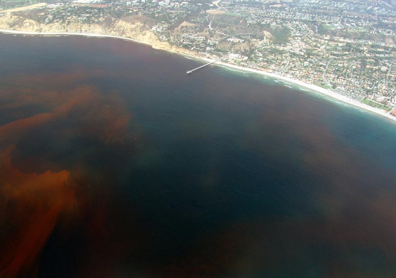 Une "marée rouge" à La Jolla, aux États-Unis [DP - Alejandro Díaz]