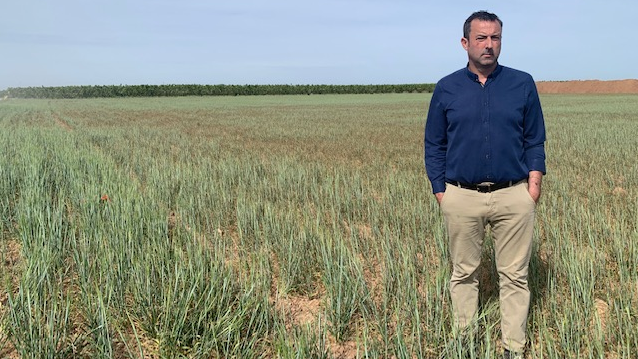 Les cultures de Santi Caudevilla, agriculteur catalan et responsable des céréales au syndicat Unió de Pagesos, subissent une sécheresse "sans précédent". [RTS - Valérie Demon]