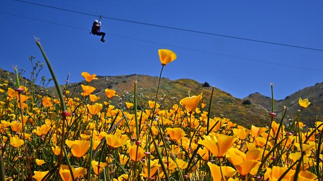 Une femme fait de la tyrolienne au-dessus d'un champ de fleurs, lors du "superbloom" qui a fait son retour en Californie en avril 2023 [AFP - FREDERIC J. BROWN]