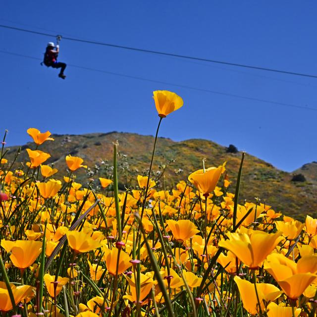 Une femme fait de la tyrolienne au-dessus d'un champ de fleurs, lors du "superbloom" qui a fait son retour en Californie en avril 2023 [AFP - FREDERIC J. BROWN]