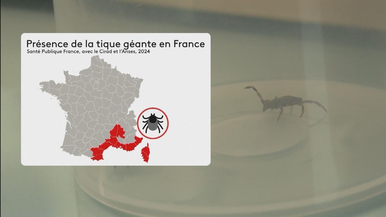 La tique géante est présente surtout dans le sud de la France pour l'instant. [EBU]