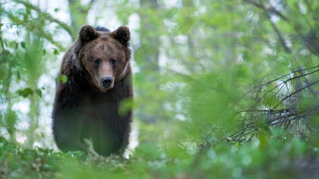 Un ours brun se déplace dans la forêt, en Slovaquie. [AFP - Biosphoto / Ervin Horesnyik]